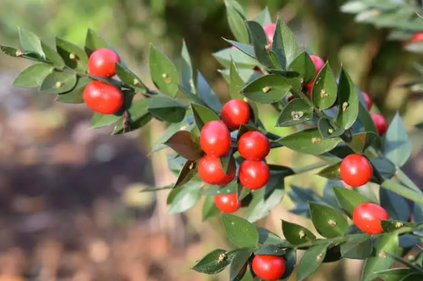 Butcher’s Broom (Ruscus aculeatus) Root Extract plant